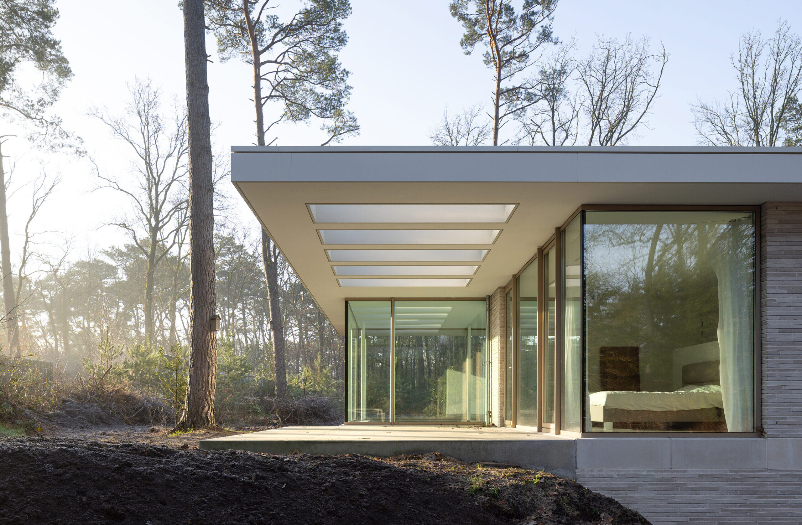 HELDERE LIJNEN IN HET BOS